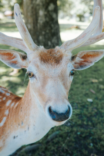 Activités pour enfants à Annecy : Parc des dronières